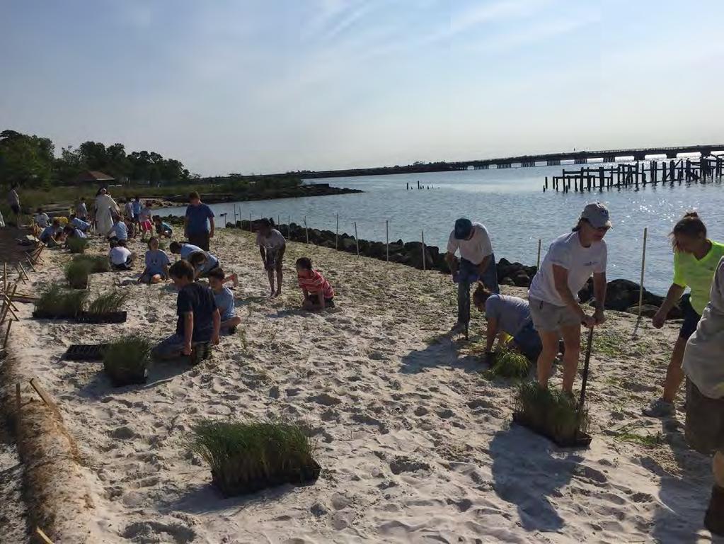 Phoebus Waterfront Park Re-filled & planted in Summer
