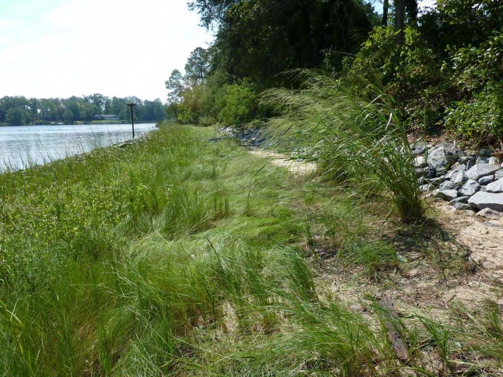 Living Shoreline Resilience Post-storm recovery has been demonstrated after