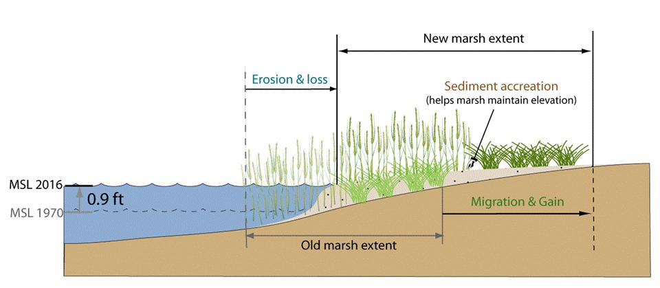 Current Assumption: Tidal marshes need landward space + sediment accretion to keep pace with current rate of sea level rise Tidal Marsh Migration Sediment accretion is controlled by rates of plant