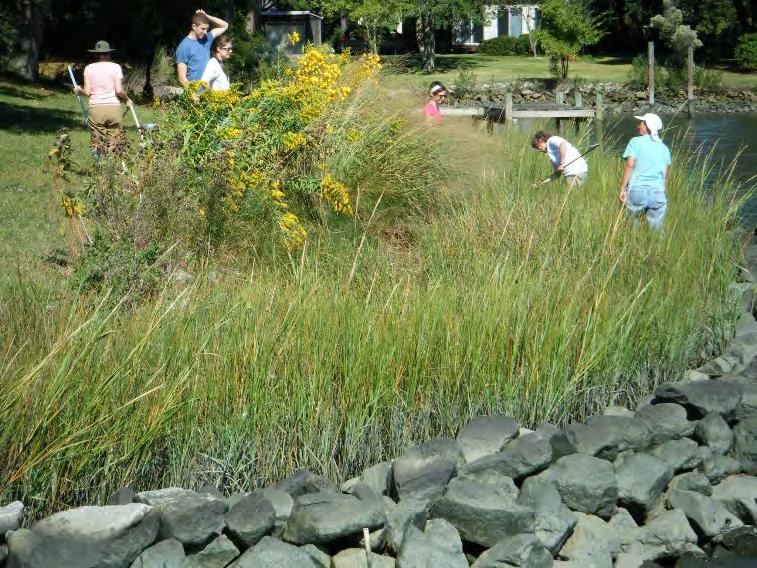 Living Shoreline Ecology Research Comparing living shoreline marsh ecology with natural marshes Young LS marsh plant communities are similar to natural