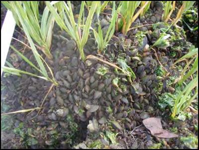 Ribbed mussels & Spartina alterniflora Living Shoreline Ecology Research Improving ribbed mussel recruitment into living shorelines for stabilization & bio-filtration capacity (nutrients &