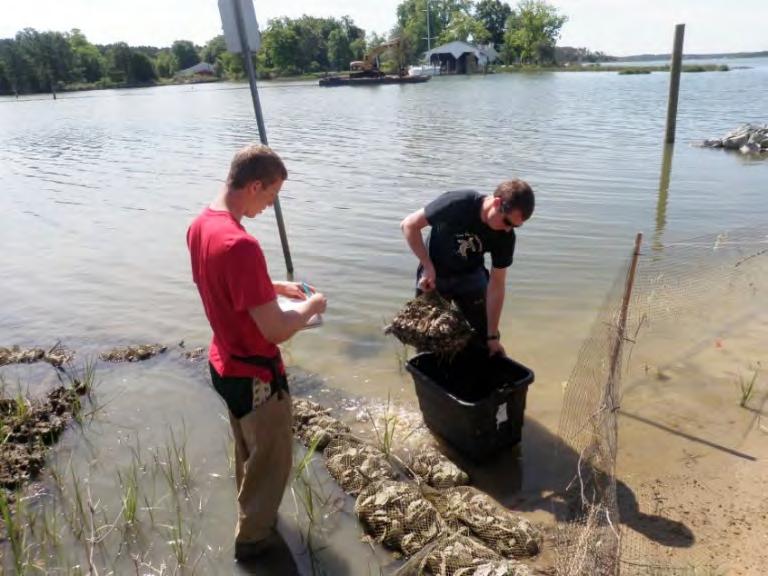 Living Shoreline Ecology Research Community development in oyster shell
