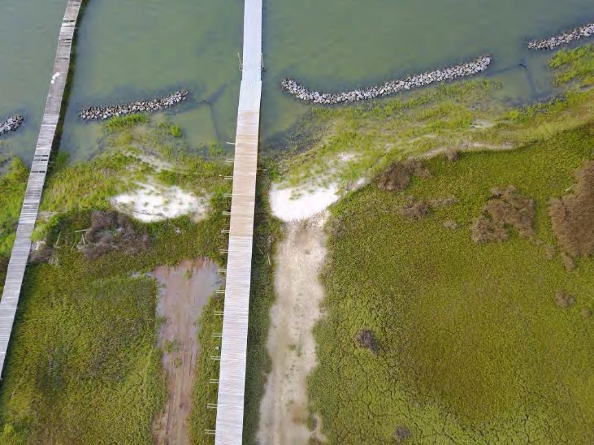 Living Shoreline Ecology Research Viability of using high-resolution drone imagery early