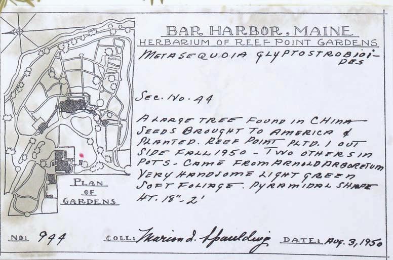 This herbarium voucher confirms that a dawn redwood grew at Reef Point. The specimen was collected on August 3, 1950, not long after Farrand received seedlings from the Arnold Arboretum.
