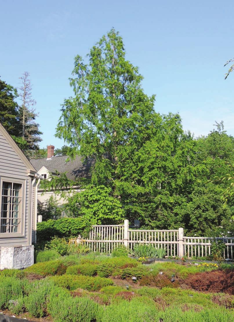 Beatrix Farrand planted her dawn redwood behind the old part of the house at Garland Farm, where it continues to serve as a backdrop for her famous Terrace Garden.