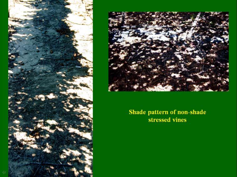 Use of shade patterns to evaluate density of canopy Too dense
