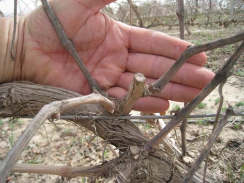 Effects of poor pruning and canopy