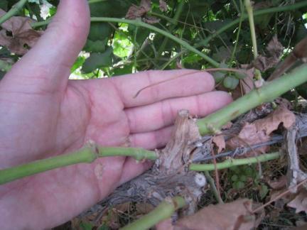 ripening of shoots Poor maturation