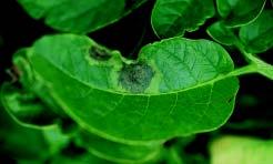 Johnson INTRODUCTION Late blight, a disease caused by the organism Phytophthora infestans, has been one of the most damaging plant diseases worldwide.