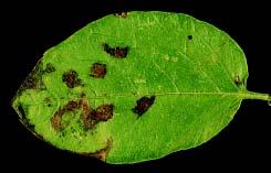 Figure 4. Black-purplish late blight stem lesion on a potato plant. Photo by Philip B. Hamm hence, the generally circular or half-circle shape in contrast with the angular-shaped early blight lesions.