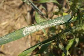 Powdery Mildew Blumeria graminis Symptoms include powdery white to gray fungal growth Symptoms on leaves, stems and heads