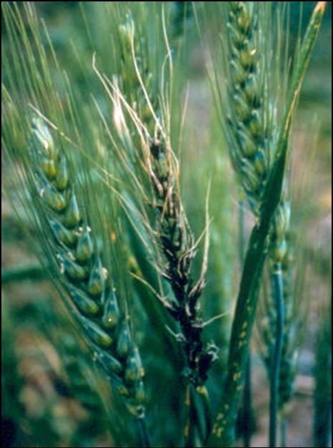Loose Smut Ustilago tritici Diseased plants produce blackened heads Most obvious to see just after wheat has
