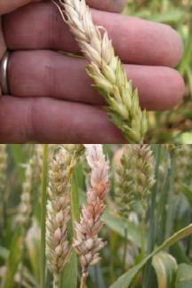 Fusarium Head Scab Fusarium graminearum Any part or all of wheat head may appear bleached Often, part bleached, part green Infected spikelets and glumes = salmoncolored spore masses of fungus