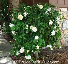 Preferred over Gardenia jasminaides which has problems with mealybugs, aphids, scales and whiteflies Downy Jasmine (Jasminum multiform) easily trimmed 4-6 ft tall Gold mound (Duranta repens) can be
