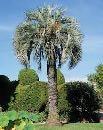 European fan palm (chamaerops humilis) multi-trunk and slow