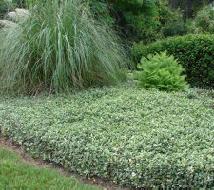 GROUND COVER Refers to any one of a group of low-lying plants with a creeping, spreading habit that are used to cover sections of ground while requiring minimal maintenance.