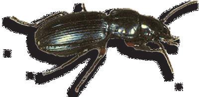 Good bugs like the ground beetle (above) and the green lacewing (below) help control pests.