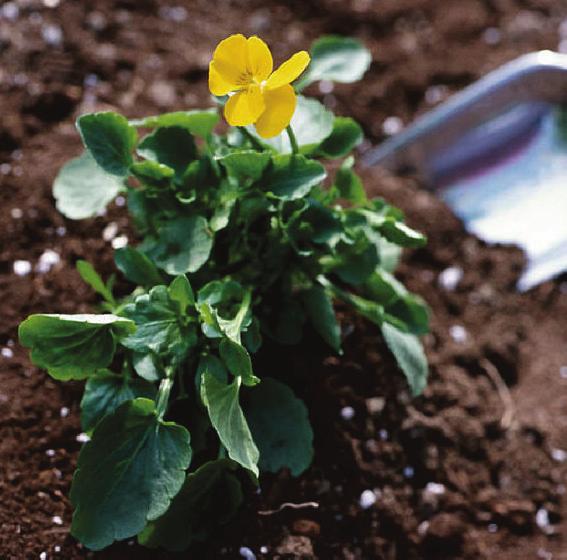 available to plants Storing water until plants need it Protecting plants from pests and diseases Feed your soil with compost Dig or rototill in 1 3 inches of compost (up to 20 25% compost in your