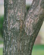 Inferior Branching Included Bark makes branch & trunk union