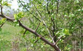 Invasive Qualities Problems Allowed cross breeding between Bradford and other Pyrus