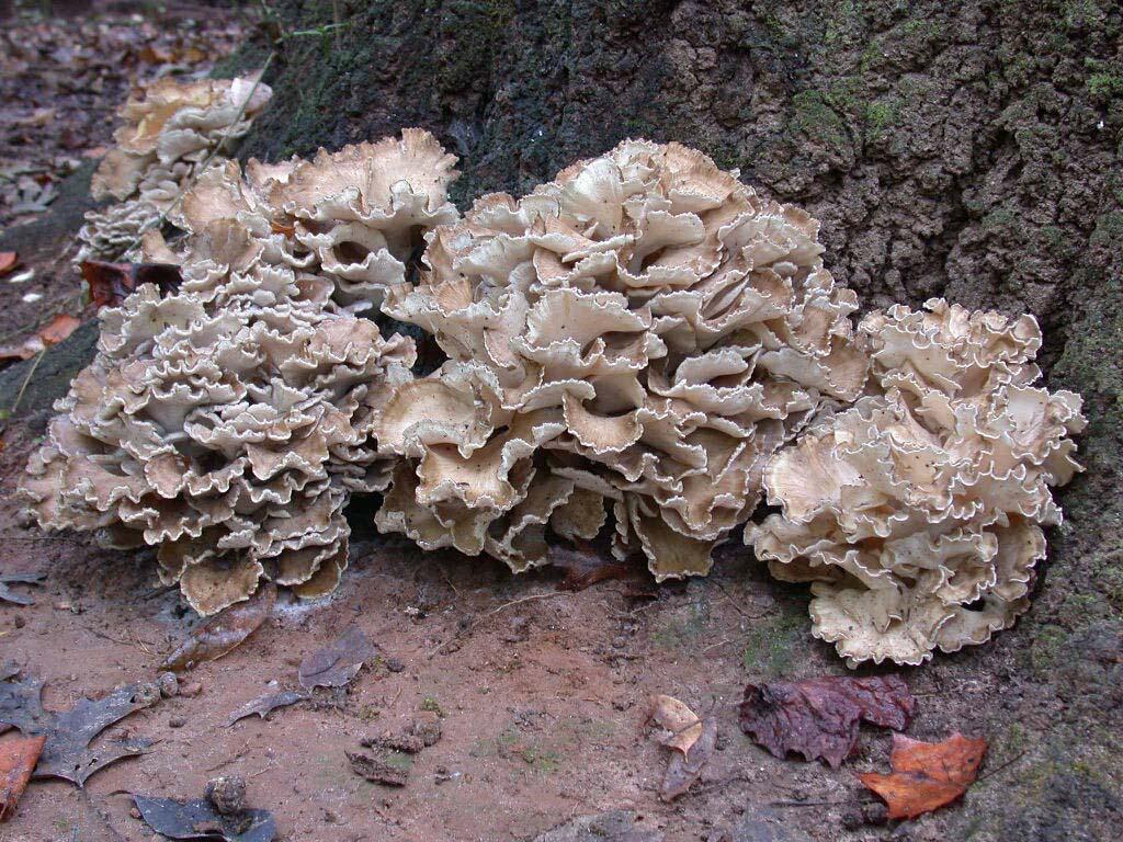 Grifola frondosa (Hen of the Woods) white