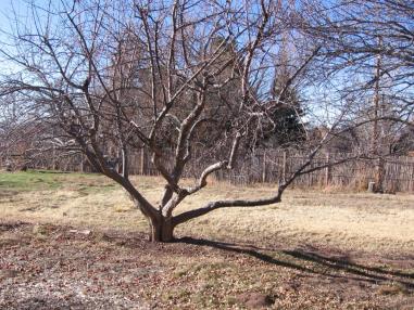 Here Is an Example of What We Often Get This Is the Hard Part; Remedial Pruning of a Neglected or Untrained Tree Untrained and/or Neglected Trees Are a multi-year project; that from previous slide,