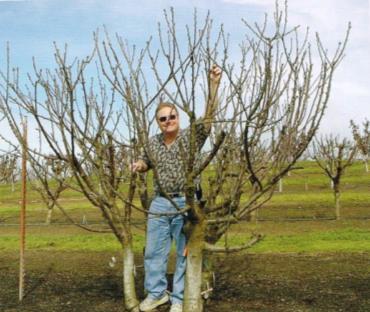 More Trunk Makes Me Happier Author Then Cites Two Times of the Year to Prune Fruit Trees Author s Theory of End of Winter Pruning End of winter pruning, for structure Early summer pruning, for size