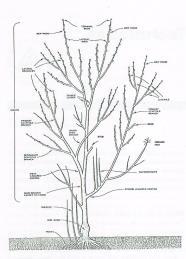 The Best Times to Prune Trees Landscape trees Jan.