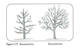 Two Forms of Trees We Want to Maintain a Central Leader for a Long While Establishing a Structure in a