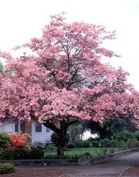 pink flowering dogwood is an old