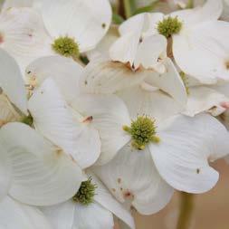vigorous white flowering selection,