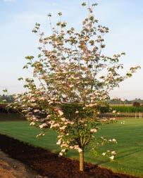form of its Pacific Dogwood parent, plus the
