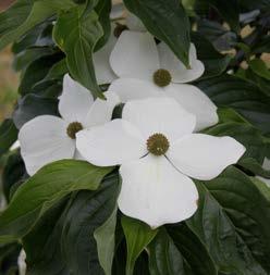 Cream-white flowers have broad, overlapping