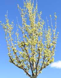 branches of this vigorous, symmetrical, columnar Cornelian Cherry.