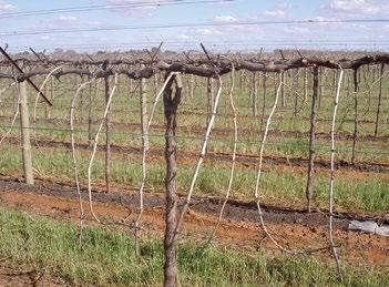 Cleaning up the cordon Canopy management is the manipulation of shoots, leaves and fruit towards optimum yield and fruit quality.