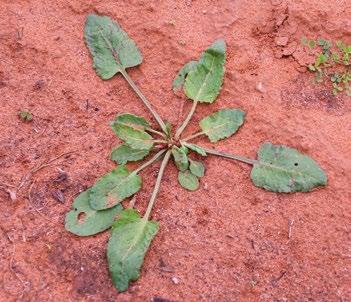 Weed Control Three-Cornered Jack, emex australis, is a source of spiked weed seeds with the potential to contaminate dried grapes.