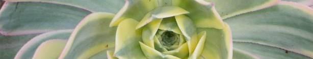 Volume 83 Issue 3 Holiday Party CACTUS CHRONICLE CSSA Affiliate Mission Statement: Next Meeting Thursday The Los Angeles Cactus and Succulent Society (LACSS) cultivates the study and enjoyment of