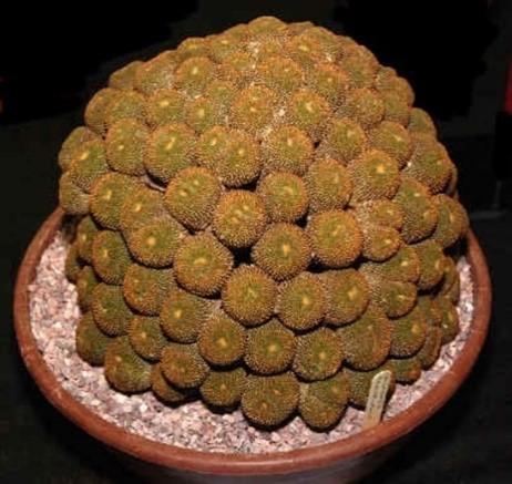 Echinopsis Hybrid Plant of the Month: Echinopsis Most cacti have attractive flowers, but in general we grow them for the look of the plant itself. Echinopsis are an exception to this.