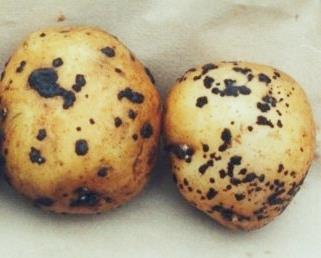 POTATOES : in-furrow planting at application Black scurf Silver scurf* 5g/100m of row Apply at planting as an in-furrow spray in 50 to 150 litres of