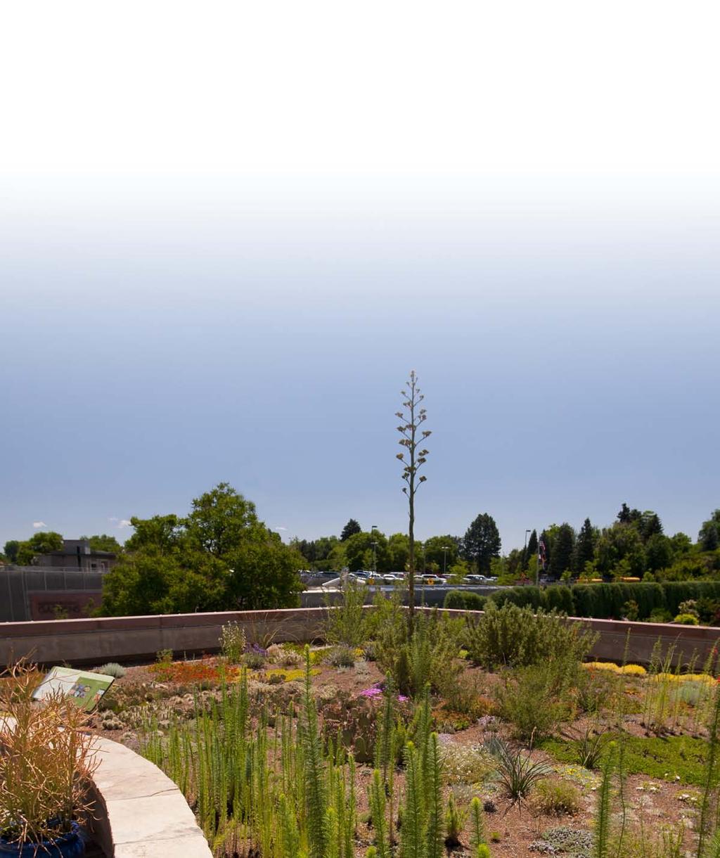 PLANT SELECTION FOR FRONT RANGE GREEN ROOFS Some of these and many other of the useful species growing on Denver Botanic Gardens Green Roof originate from areas of the world which are extremely dry -