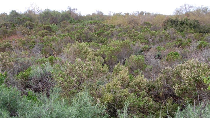 In the definitive study Biological Resources of the San Mateo Creek Area (Feldmeth, 1987), the primary riparian plant communities identified in the Preserve are: Riparian: Coastal Sage Scrub or