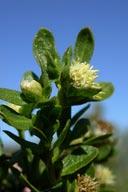 (Artemisia californica) and Coyote Bush (Baccharis pilularis).