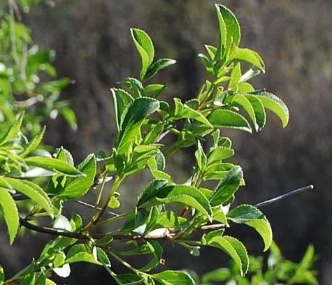 californica), Lemonadeberry (Rhus