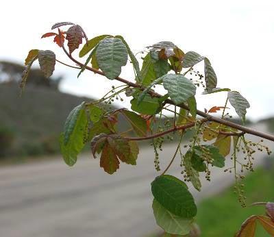 Toyon (Heteromeles arbutifolia) Poison
