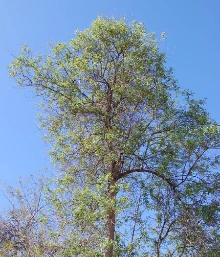 (Quercus agrifolia), White Alder (Alnus rhombifolia) can be found.