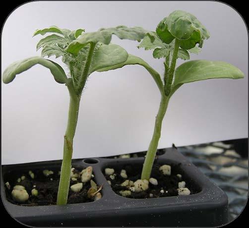 increased in both length, diameter and area grafting success also increased. The weakest correlations seemed to be with the wild and seedless watermelon rootstock types in the hypocotyl length.