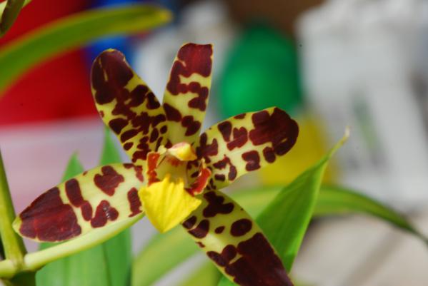 Remember, if you bring food, you get a ticket for the raffle and a great chance to win an orchid from the plant table Remember, for much more information about orchids,