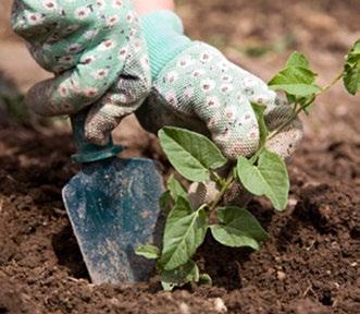 When watering by hand, get close to the ground and pour the water onto the soil. Water and harvest your garden during the coolest hours of the day preferably in the morning.