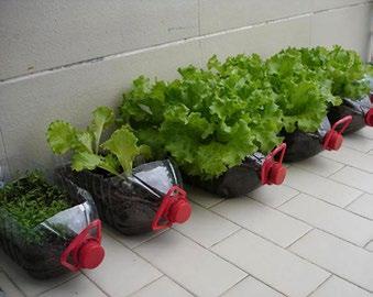 Flowers and herbs, such as nasturtiums and marigolds, can also provide protection from pests. Balcony Garden You do not need a big back yard to grow food. In fact you don t need a yard at all.