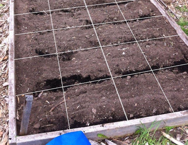 Planting Your Garden Planting Your Garden DIVIDING SQUARES: Before planting, use a measuring tape to mark off each foot along the four sides of the raised bed.